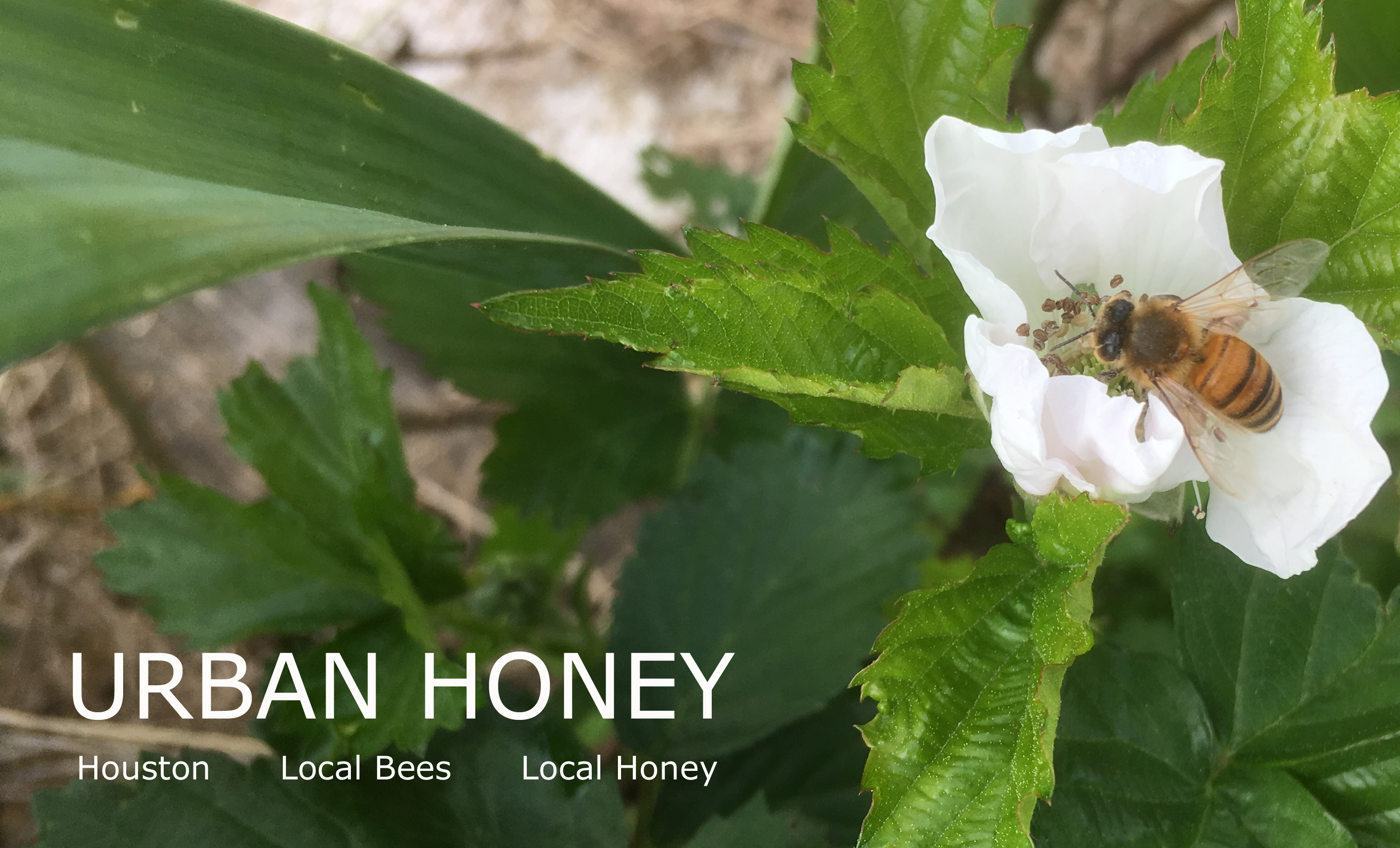 honey bee on blackberry flower