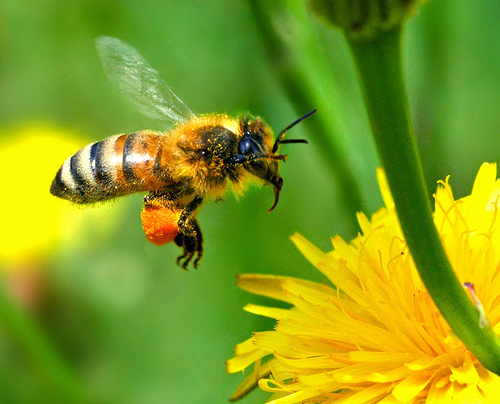 honey bee